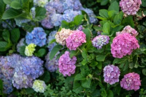 Pink and blue hydrangea flowers blooming in a lush garden setting