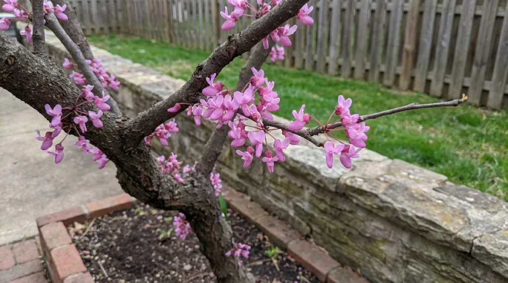 Eastern Redbud tree with pink blossoms in a small garden.