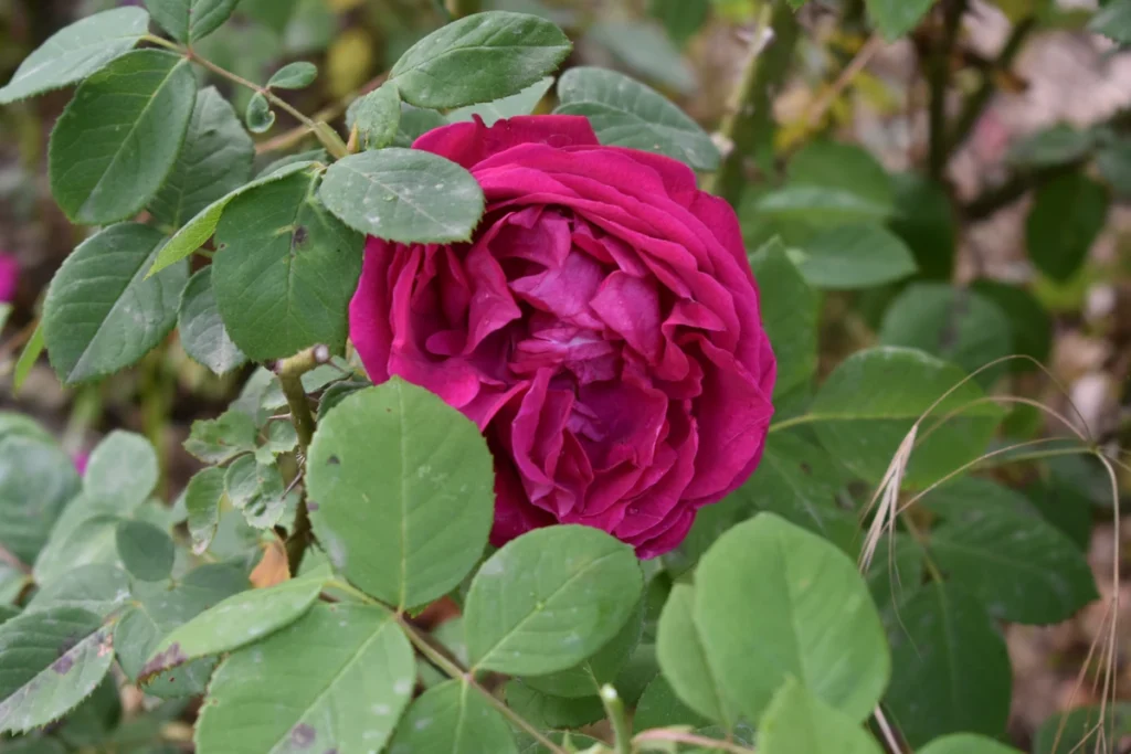 Deep pink rose blossom with lush green leaves.