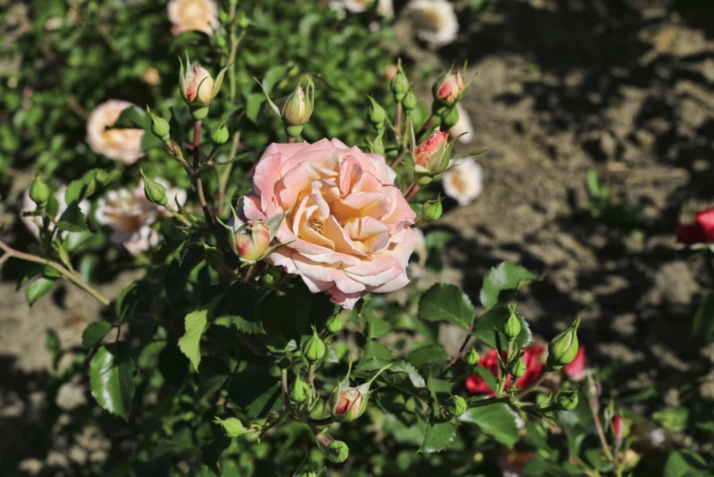 Peach rose bush with blooms and buds, showcasing rose propagation for "Comment faire une bouture de rosier.