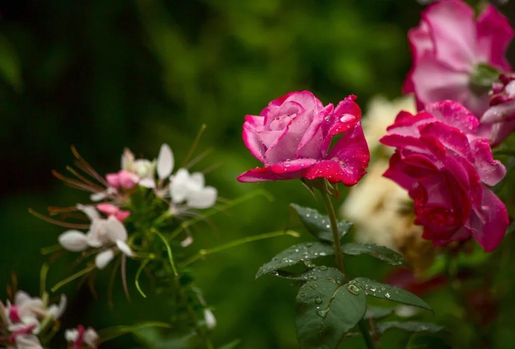 Pink roses with water droplets on petals and leaves, surrounded by greenery.