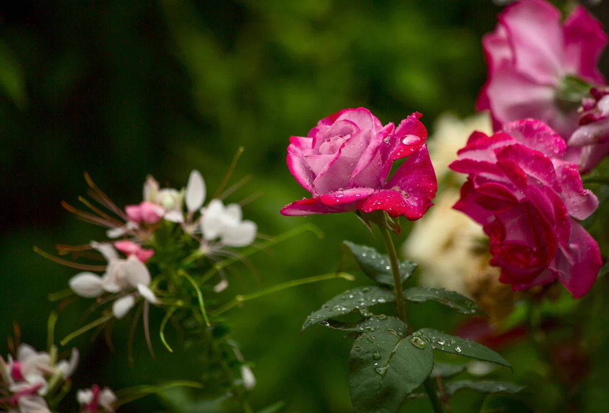 Pink roses with water droplets on petals and leaves, surrounded by greenery.