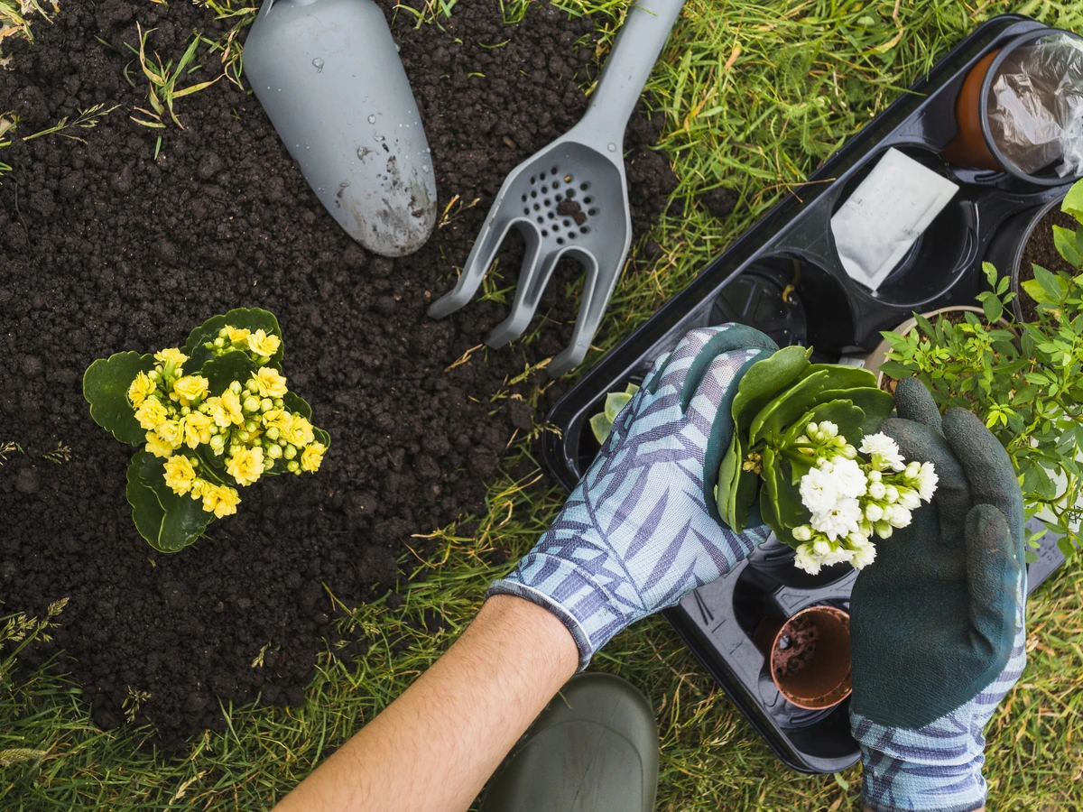 Gardener planting yellow and white kalanchoe flowers in soil with tools.