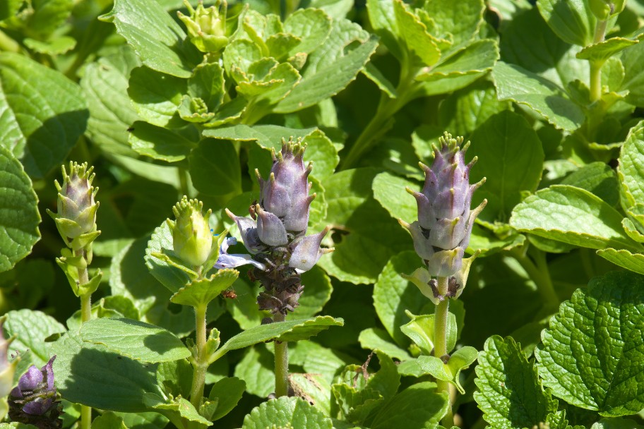 Plectranthus amboinicus plant with purple flower spikes, a cat repellent plant.