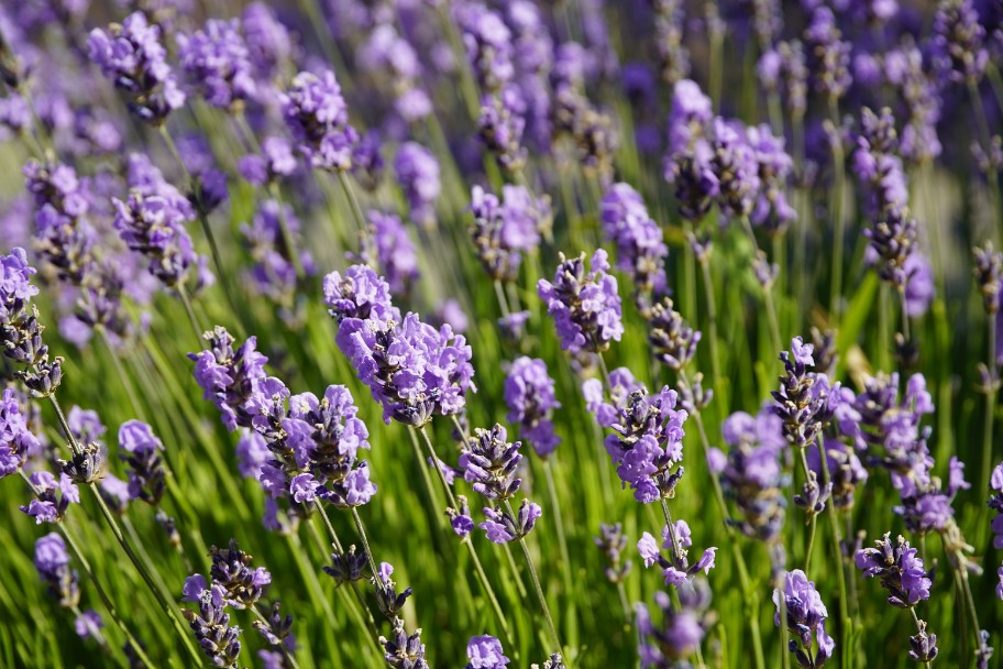 Lavender plants, a cat-repellent plant for gardens