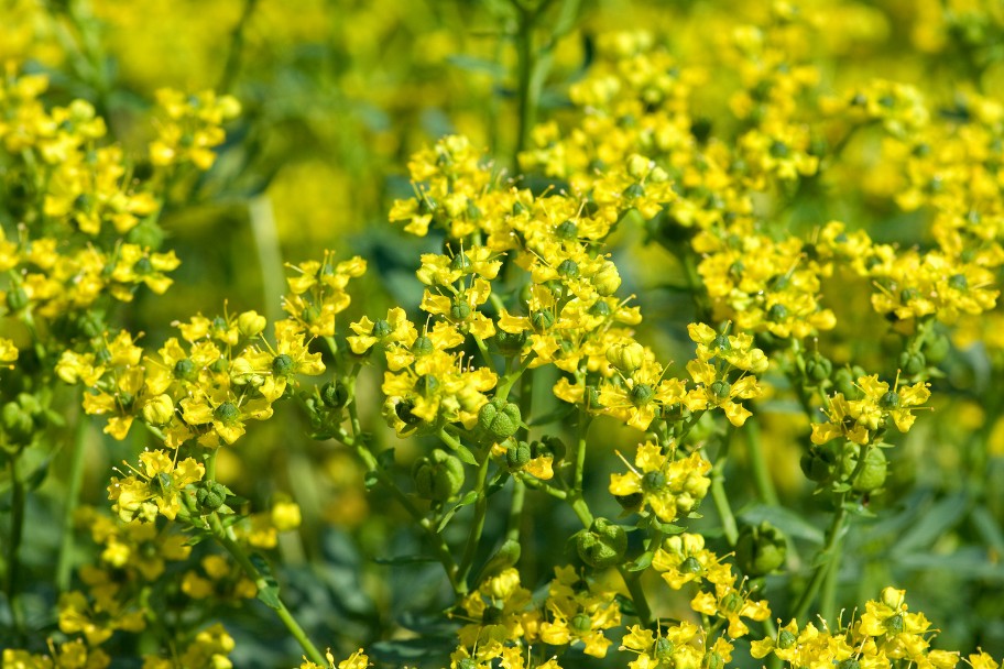 Rue plant with small yellow flowers, a natural cat repellent