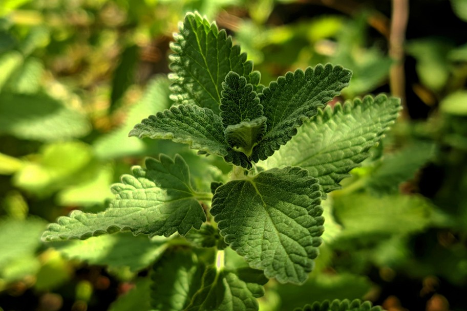 Close-up of a vibrant green catnip plant with serrated leaves.