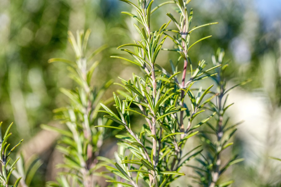 Rosemary plant with green leaves, a natural cat repellent