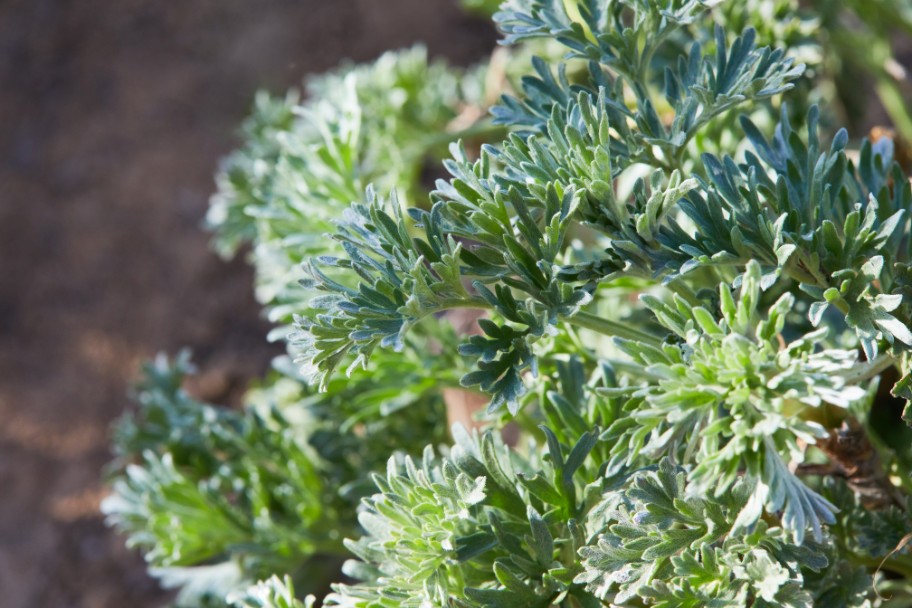 Artemisia plant, a natural cat repellent for gardens.