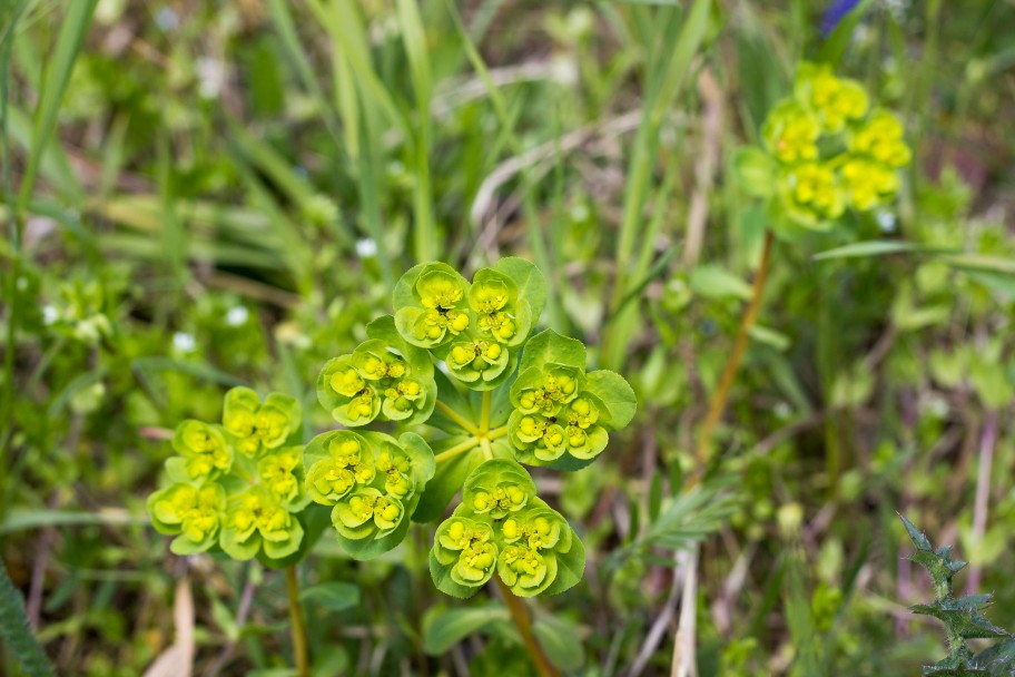 Green leafy plant with yellow flowers, a natural cat repellent
