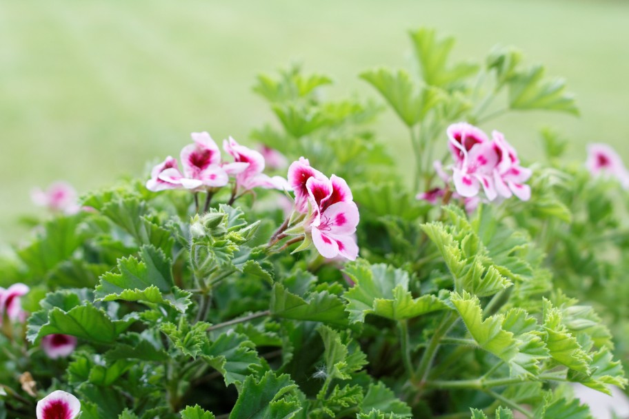 Pink and white geranium flowers and green leaves, a cat-repellent plant.