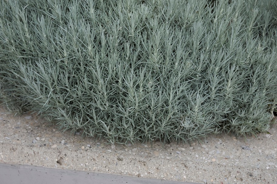 Bushy silver-green plant, possibly lavender, with fine foliage