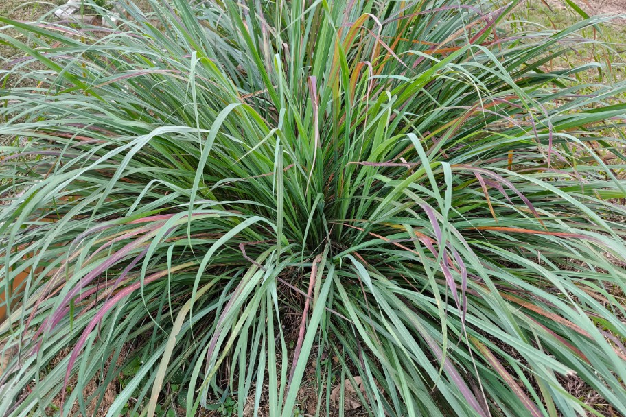 Lemongrass plant with long, green, and reddish-purple leaves