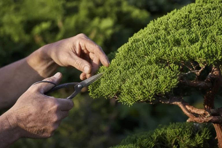 Taille en nuage : comment sculpter un arbre à la japonaise