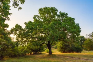 Mature oak tree in a sunlit meadow, relevant to truffle cultivation.