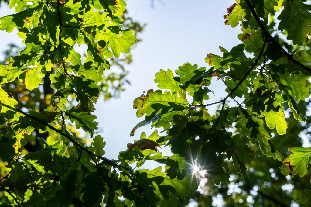 Sunlight filtering through oak leaves, relevant to truffle tree growth.