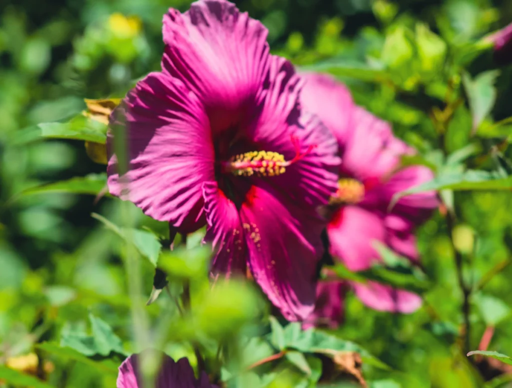 Vibrant pink hibiscus flowers in a garden, ideal for althéa pruning guides.