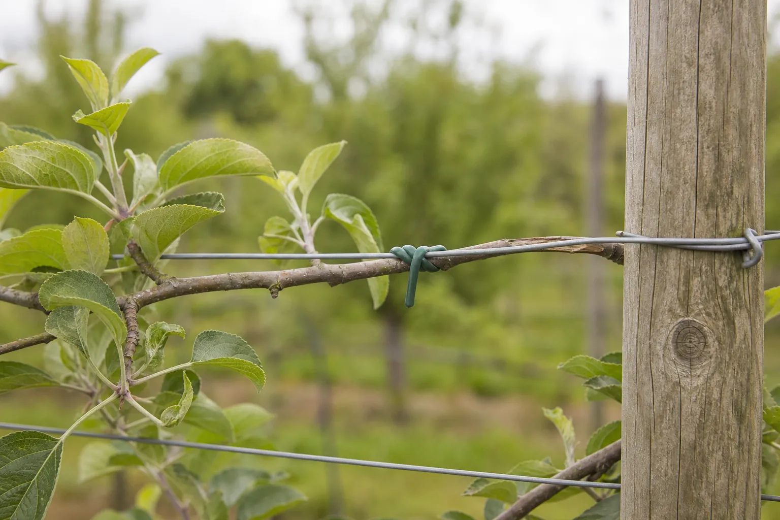 Fils de palissage tendus et attaches souples sur une charpentière de pommier