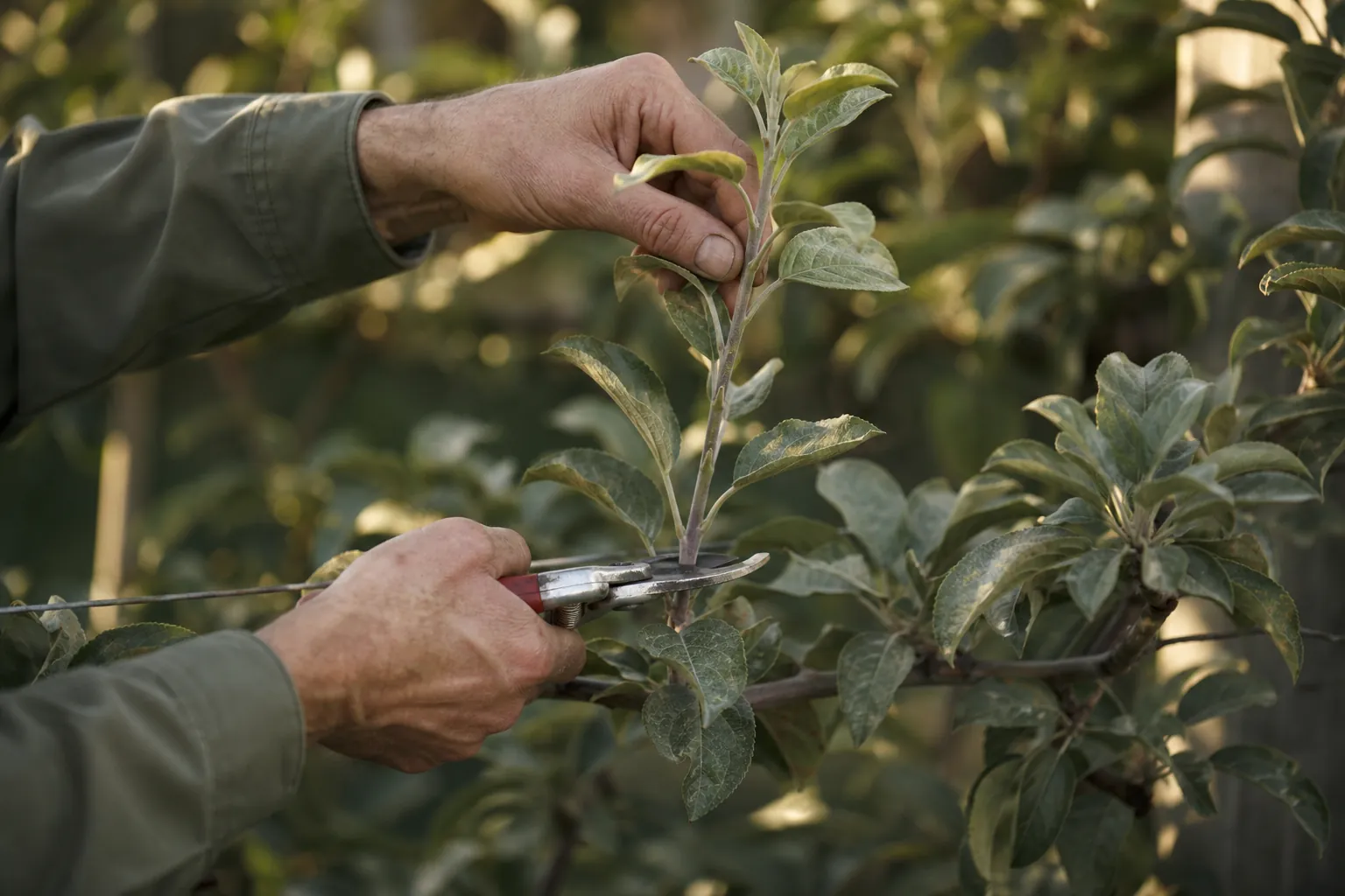 Sécateur taillant une pousse de pommier au-dessus de la rosette basale en fin d'été