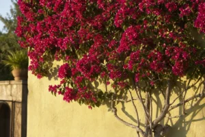 Bougainvillier violet palissé contre un mur clair en pleine floraison