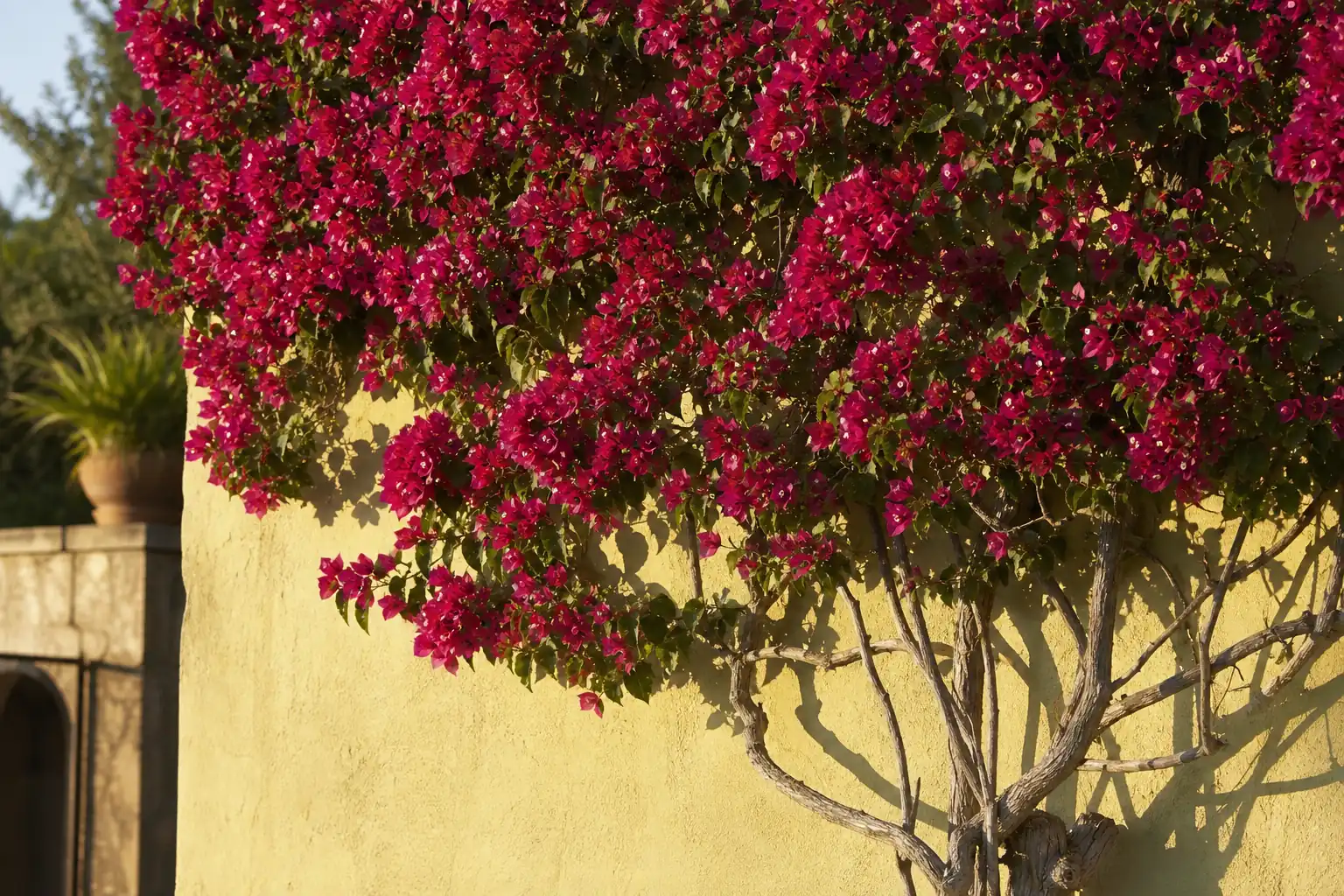 Bougainvillier violet palissé contre un mur clair en pleine floraison