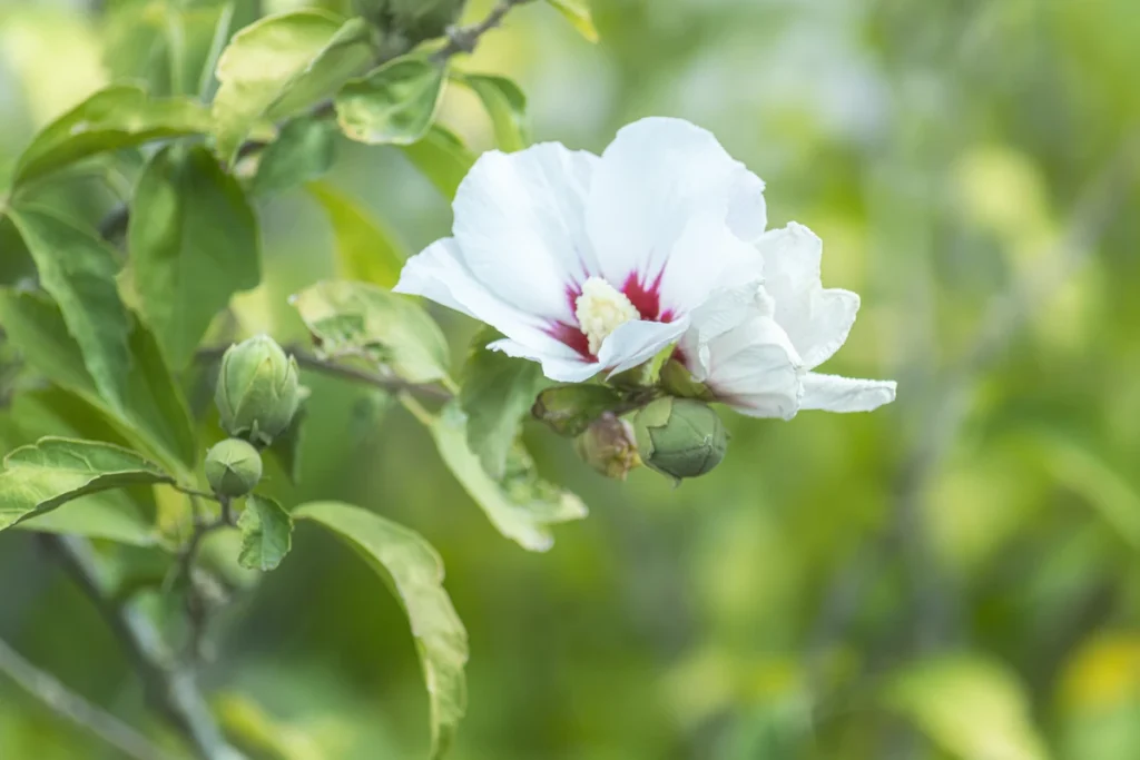White hibiscus flower and buds on a branch, suitable for althaea pruning guide.