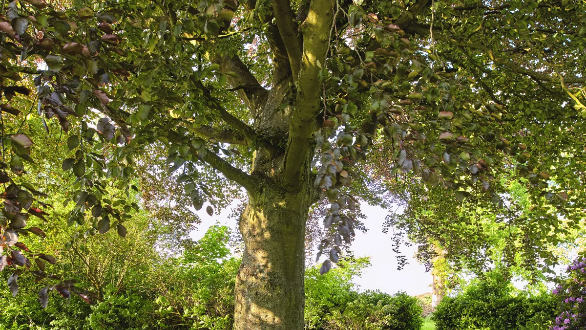 Quels arbres poussent vite : 6 essences au jardin