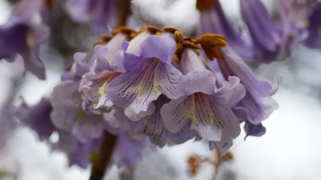 Close-up of blooming paulownia tree flowers, known for fast growth.